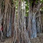 banyan roots