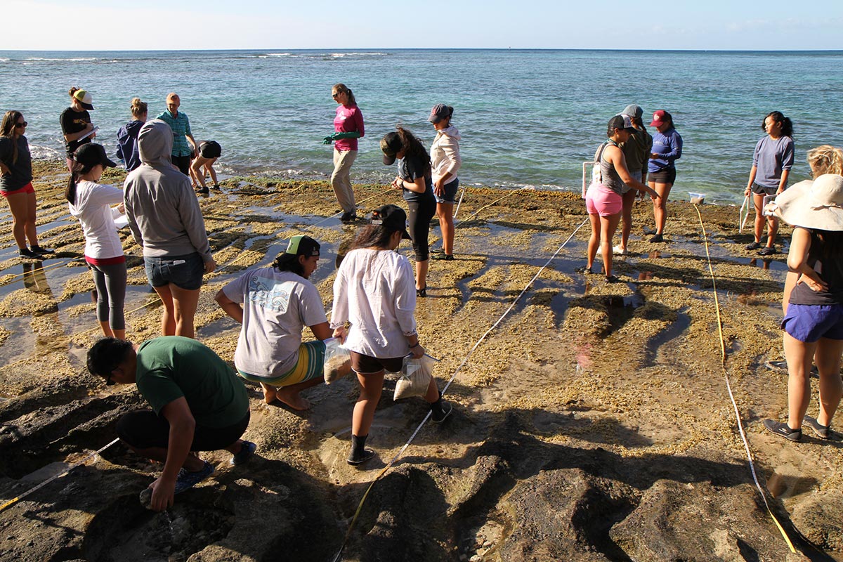 Opihi group measuring intertidal