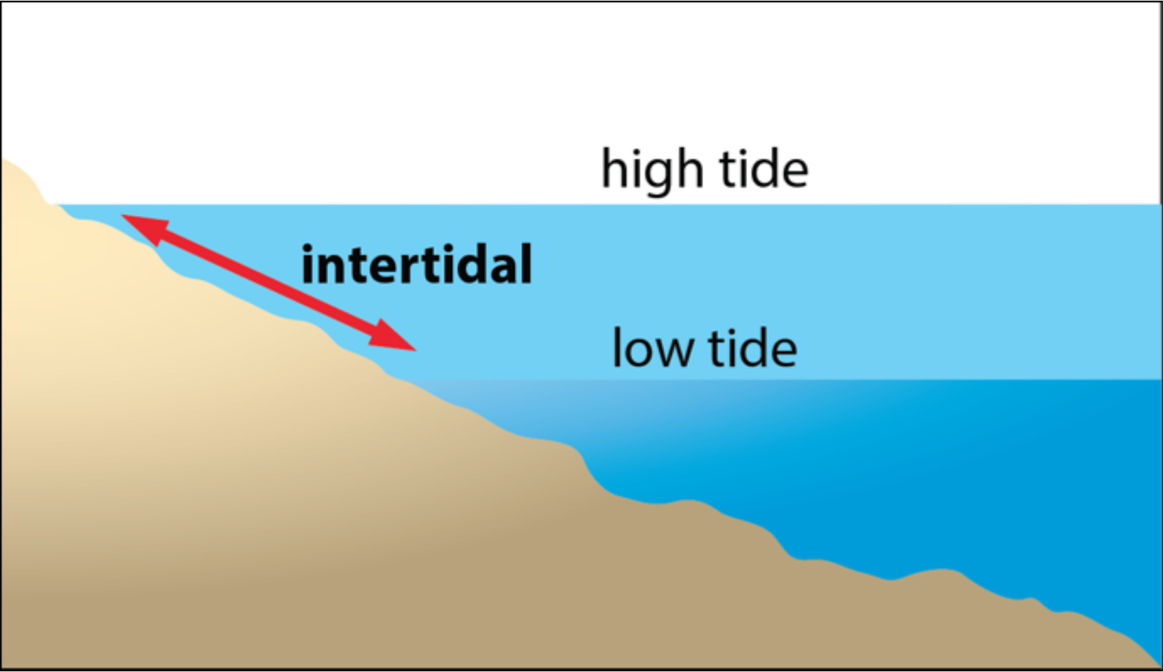 Intertidal diagram
