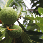 Breadfruit or ulu