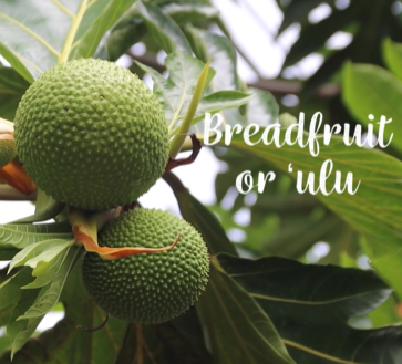 Breadfruit or ulu